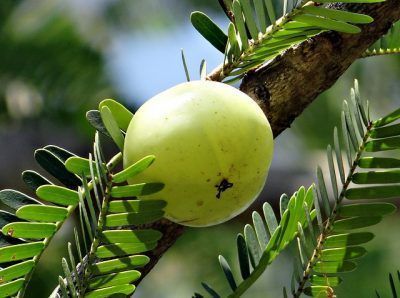Raíz de Cúrcuma: La Solución Natural para Regenerar la Piel y Reducir las Arrugas