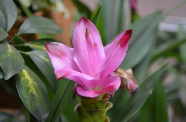 Cúrcuma y Ayurveda: Un Tesoro de Salud y Bienestar